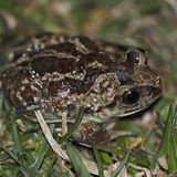 Crapaud Scaphiopodidae