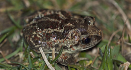 Crapaud Scaphiopodidae