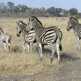 Zebra's