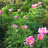 Bloemen van een hondsroos