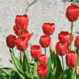 Tulipe