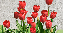 Tulipe