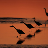 Reigers tijdens zonsopkomst
