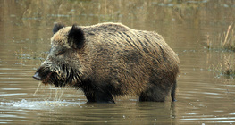 Wildschwein