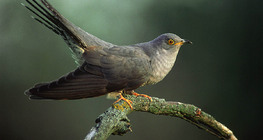 Common cuckoo