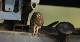 Little owl on a truck