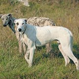 Hongaarse windhond