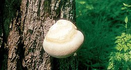 Moisissures sur un arbre