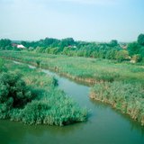 Nádas tavasszal
