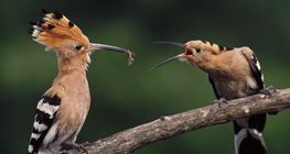 Hoopoe