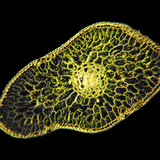 Dwarsdoorsnede van het blad van een gewone zilverspar