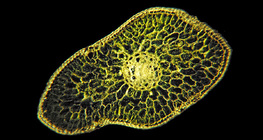 Vue en coupe d'une feuille de sapin blanc