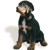 Chien courant de Transylvanie