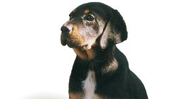 Chien courant de Transylvanie