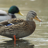 Wilde eend
