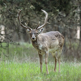 Damhirsch