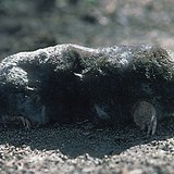 European mole