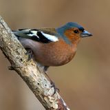 Vink
