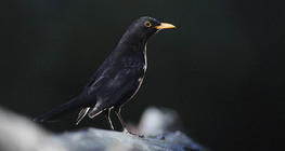 Amsel (Männchen)