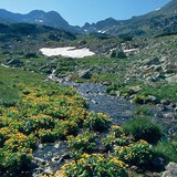 Alpenweide in de Karpaten