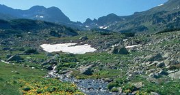 Prairie alpine dans les Carpates
