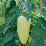 Plant de paprika