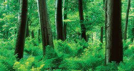 Forêt avec fougères en sous-bois