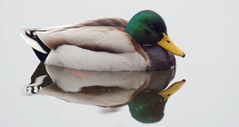 Colvert