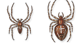 Gartenkreuzspinne (Männchen und Weibchen)