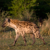 Hyena