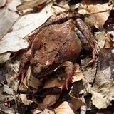 Grenouille agile