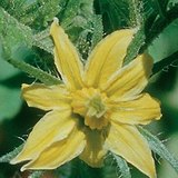 Fleur de tomate