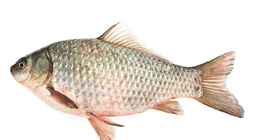 Prussian carp
