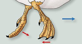 Bewegung der Füße der Ente im Wasser