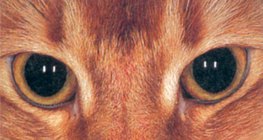 Katzenauge in der Dunkelheit