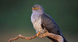 Juvenile Common cuckoo