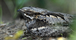 Nightjar