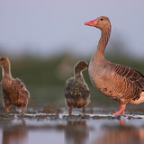 Grauwe gans met kuikens