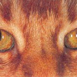 Kattenoog in het daglicht