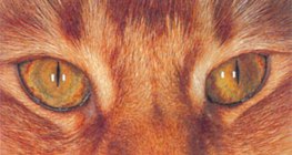 Katzenauge im Tageslicht