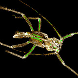 Vervelde chitine exoskelet van een bladluis