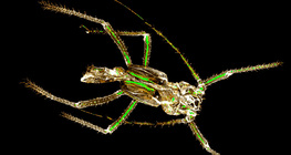 Abgelegte chitinhaltige Haut einer Blattlaus