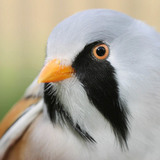 Baardmannetje