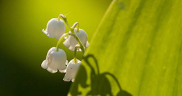 Muguet