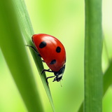Zevenstippelig lieveheersbeestje
