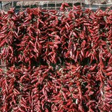Piment rouge en train de sécher