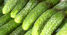 Cucumber