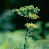 Dill