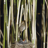 Eurasian reed warbler feeding Common cuckoo chick