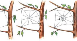 Das Spinnennetz einer Kreuzspinne entsteht